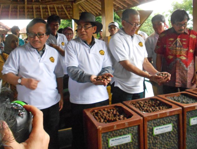 Kemiri Sunan Dikembangkan jadi Bahan Baku Biofuel di Sukabumi